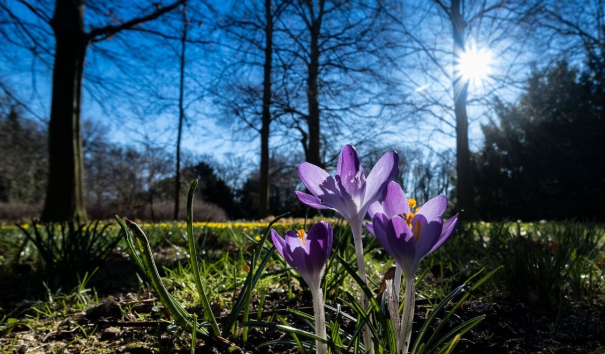 frühling wetter niedersachsen sonne krokusse