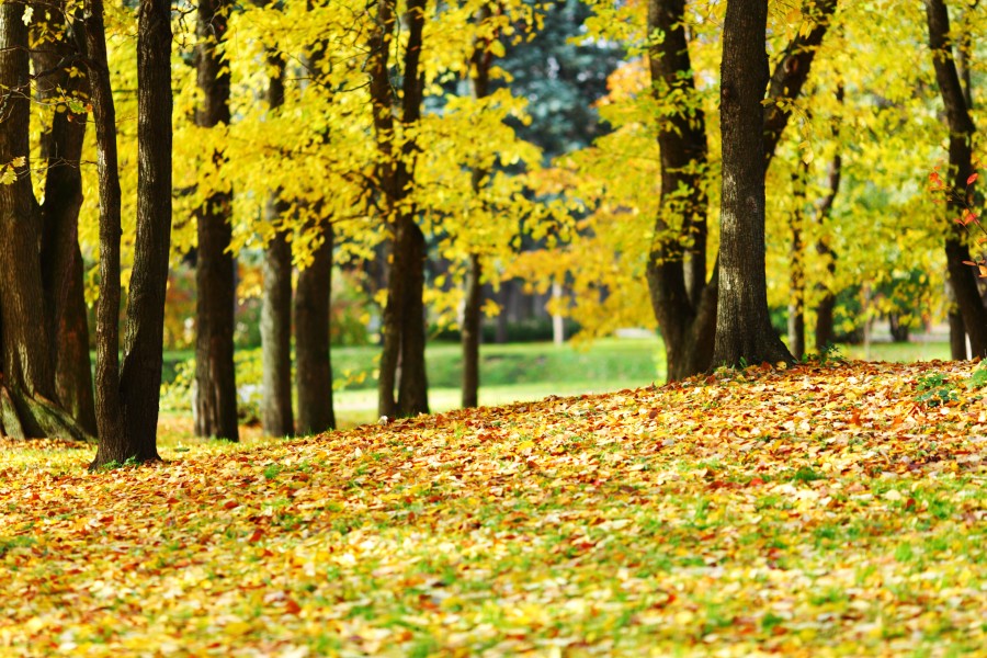 Goldener Oktober? Der lässt in Niedersachsen auch am Wochenende auf sich warten... 