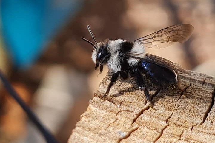 Diese Biene machte es sich auf einer Terrasse in Wolfenbüttel gemütlich.