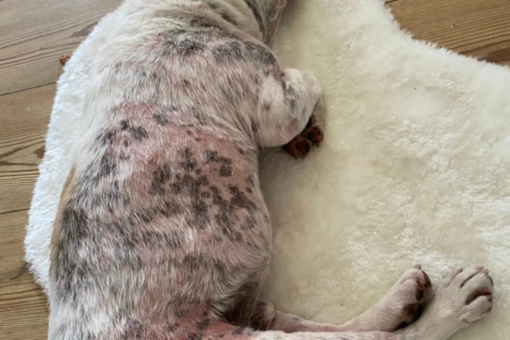 Hund „Günni“ leidet an einer schweren Hautkrankheit. (Archiv)