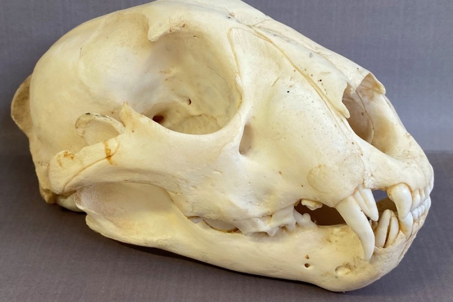 Der Zahnwechsel ist bei dem Schädel des sieben bis acht Monate alten Leopardenjunges gut zu erkennen: Man sieht den Eckzahn als Milchzahn und den nachwachsenden Zahn. 