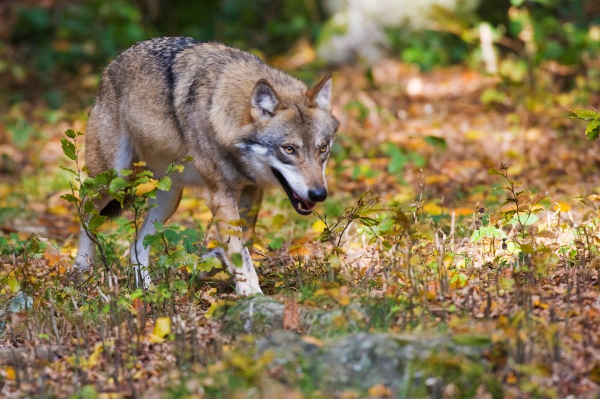 hannover wolf.jpg