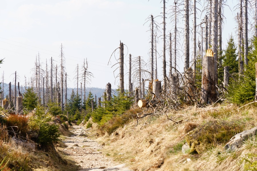 Fast jeder dritte Baum im Harz ist tot. (Archivbild)