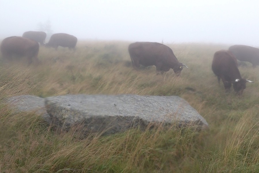 Harz: Die Rinder halten dem oft störrischen Wetter auf dem Brocken stand. 