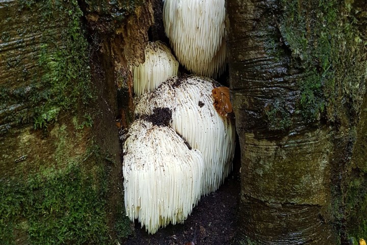 Erstmals wurde der Igel-Stachelbart (Hericium erinaceum) im Nationalpark Harz in einem Laubwaldgebiet bei Ilsenburg nachgewiesen.