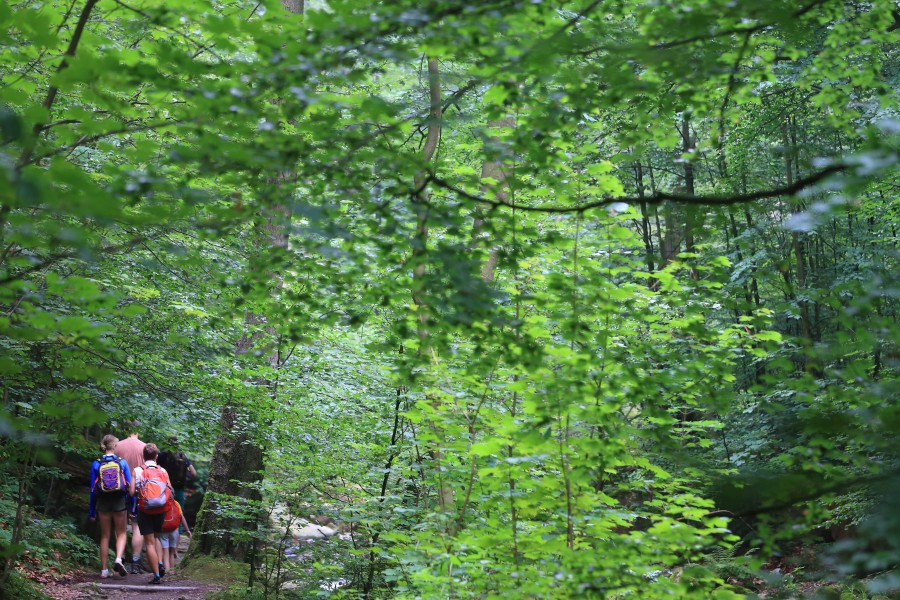 Im Harz lassen viele Menschen ihren Müll einfach liegen. (Symbolbild)