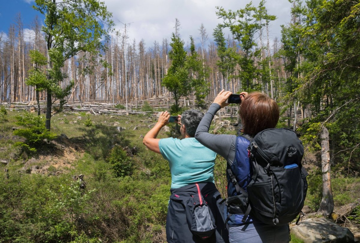 harz-wandern.jpg