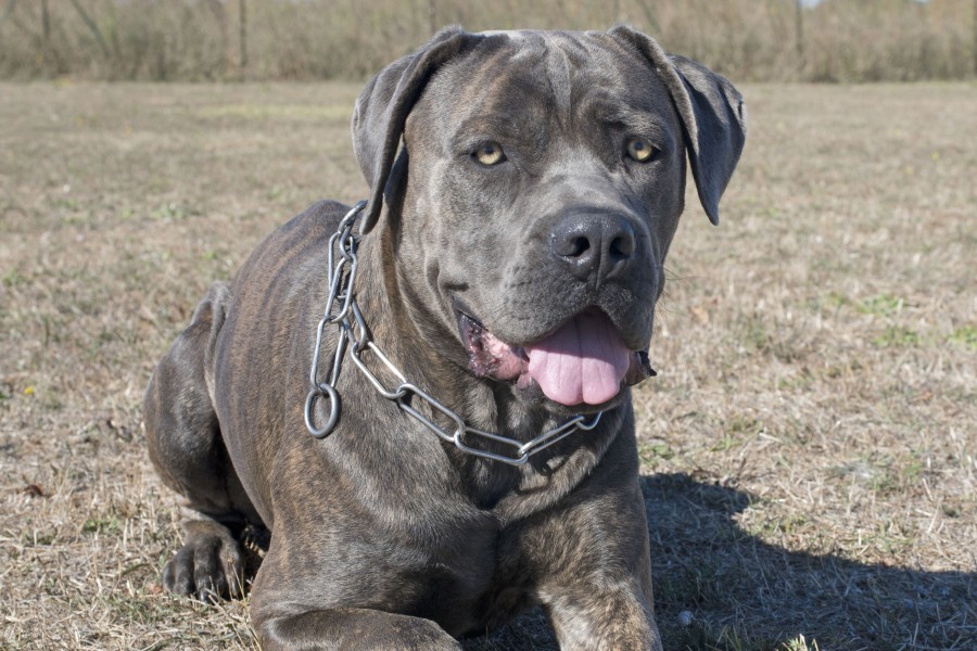 Die Polizei vermutet, dass es sich bei dem Hund des Angreifers um einen „Cane Corso“ handelt. (Symbolbild)