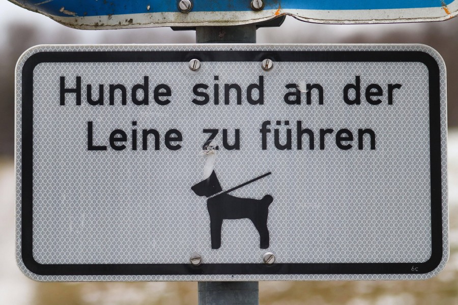 Hund in Braunschweig: Während der Brut- und Setzzeit wird die Leinenpflicht in der Stadt ausgeweitet.