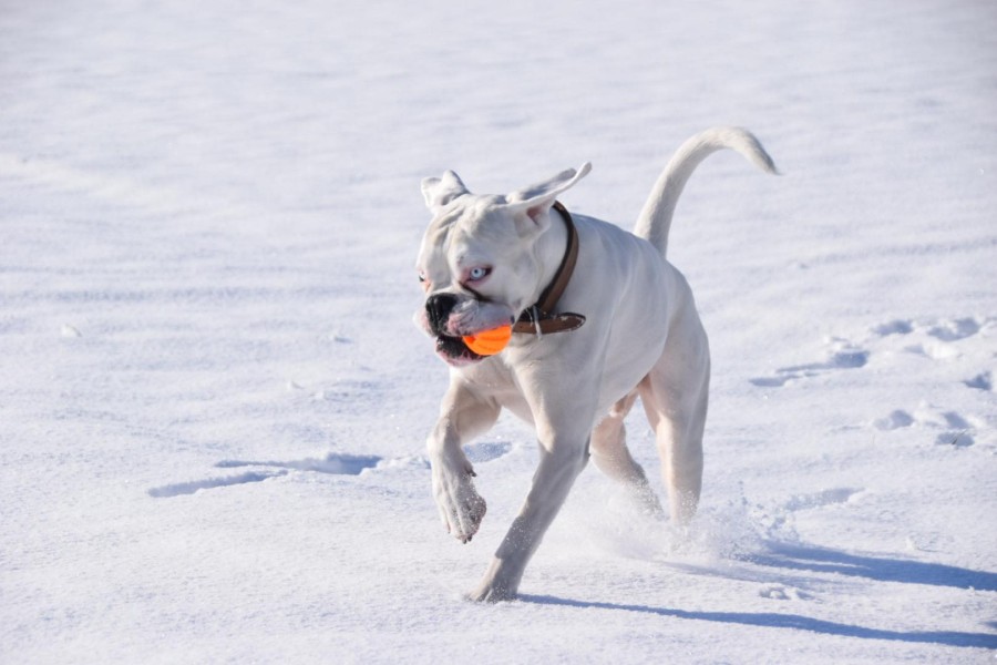Hund Hugo aus Gifhorn hat im Schnee Spaß mit dem Ball. 