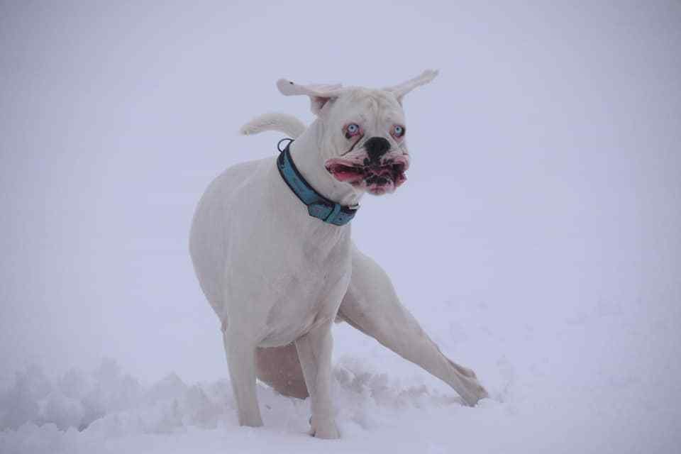 hund in gifhorn.jpg