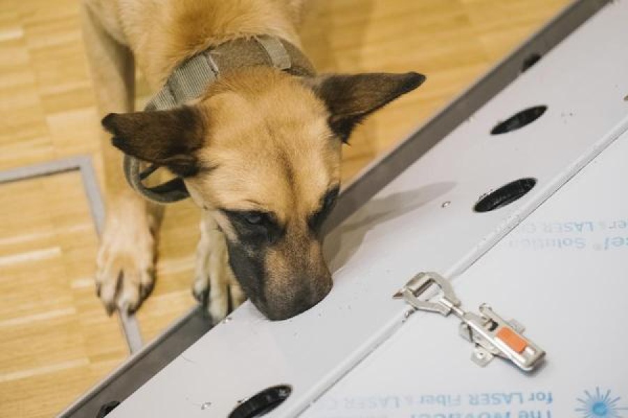Hund in Hannover: Der belgische Schäferhund Filou sitzt in der Tierärztlichen Hochschule. Er ist in der Lage Speichelproben von SARS-CoV-2-infizierter Menschen zu erkennen. 