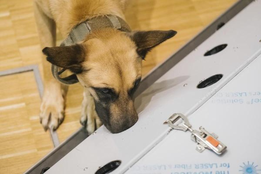 Hund in Hannover: Der belgische Schäferhund Filou sitzt in der Tierärztlichen Hochschule. Er ist in der Lage Speichelproben von SARS-CoV-2-infizierter Menschen zu erkennen. 