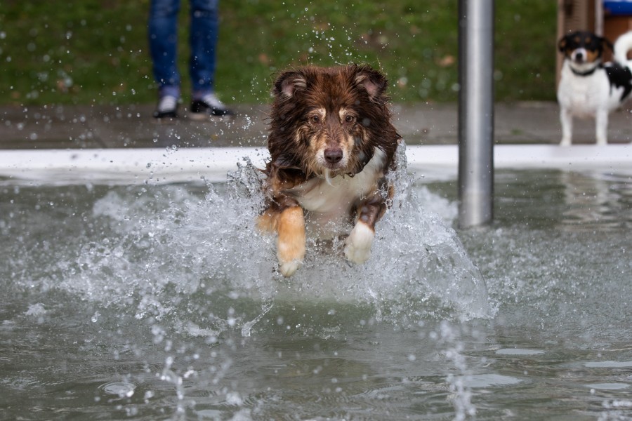 Auch das Freibad Grasleben beendet seine Saison mit dem Hundeschwimmen. 