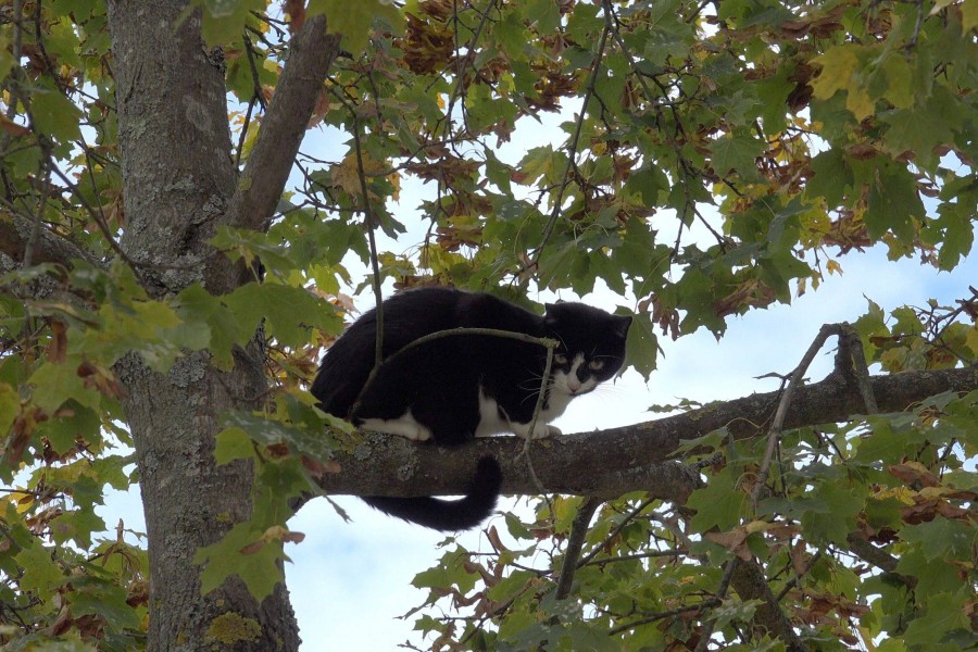 Eine Katze saß mehrere Tage auf einem Baum in Niedersachsen fest. Ein Feuerwehreinsatz sollte sie retten. (Archivbild)