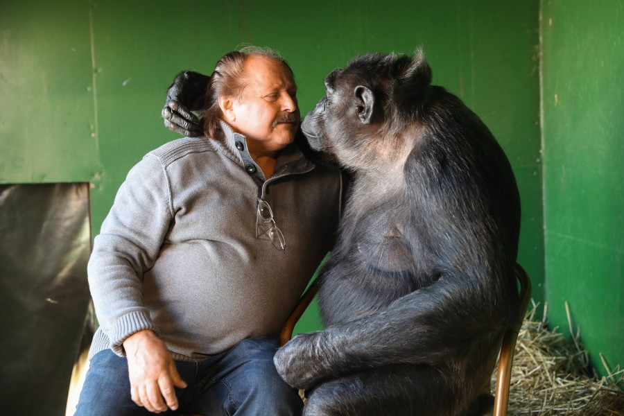 Auch Audienzen bei Schimpanse Robby sind möglich. (Archivbild)