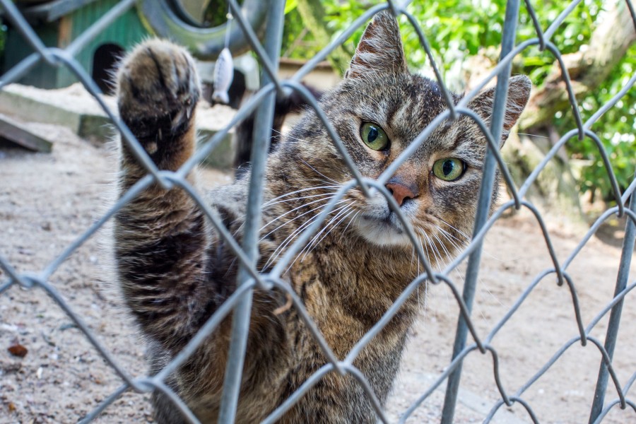 Leider sind schon die ersten online gekauften Katzen im Braunschweiger Tierheim abgegeben worden. (Symbolbild)