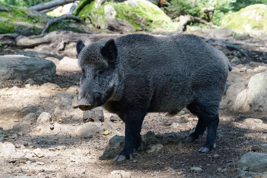 Ein ausgewachsenes Wildschwein ist vor den Erixx-Zug gelaufen. (Symbolbild)