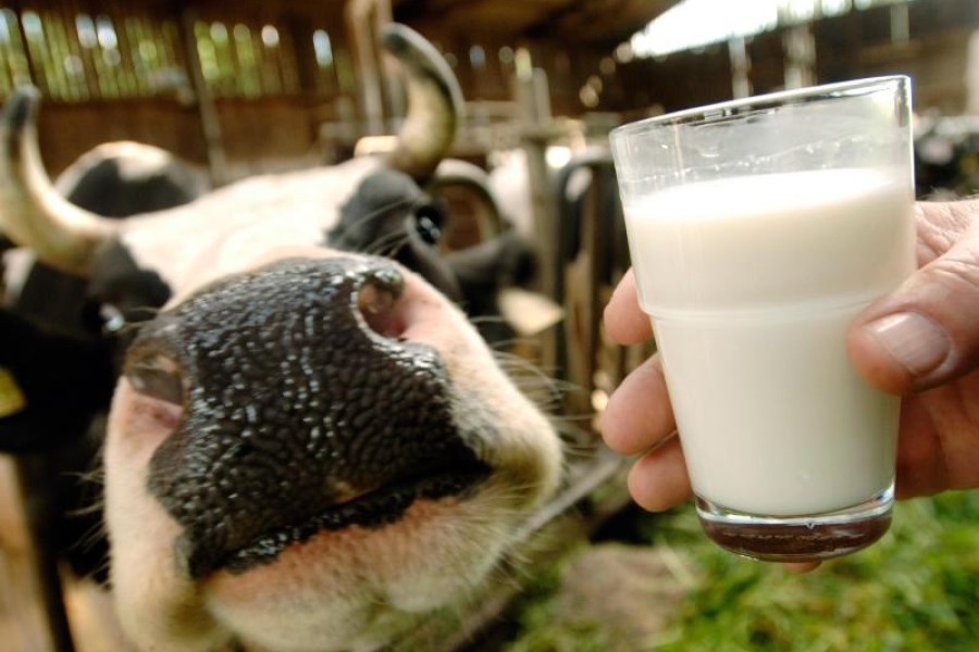 Der sinkende Milchpreis war auch Thema in Hannover.