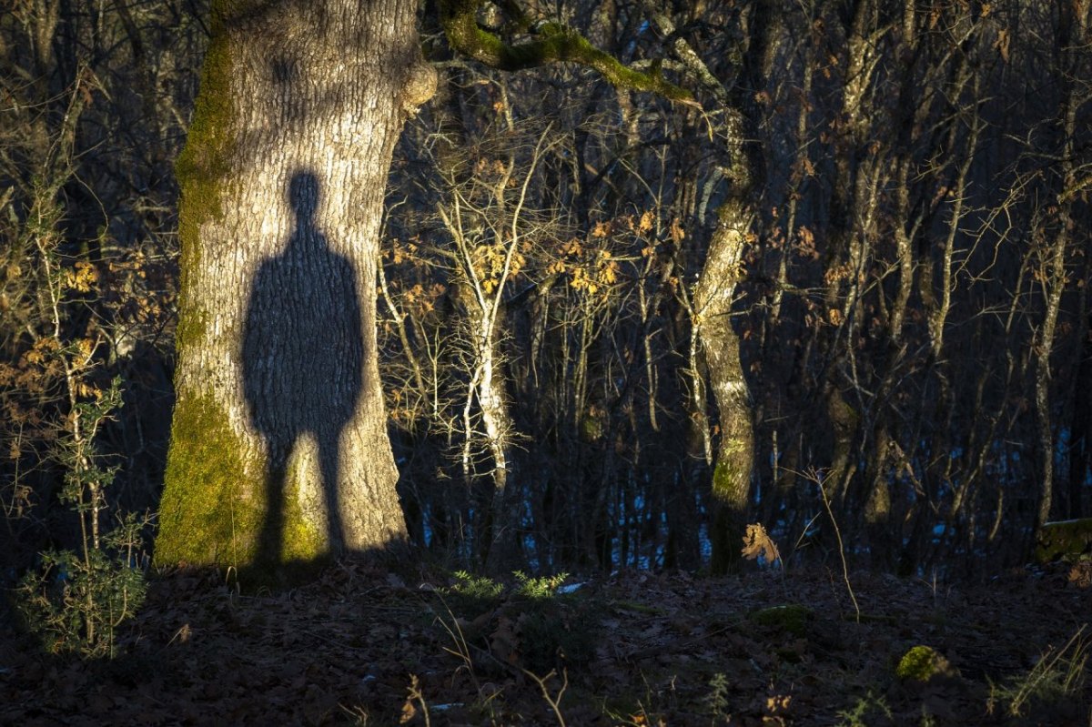 mann wald baum schatten exhibitionist