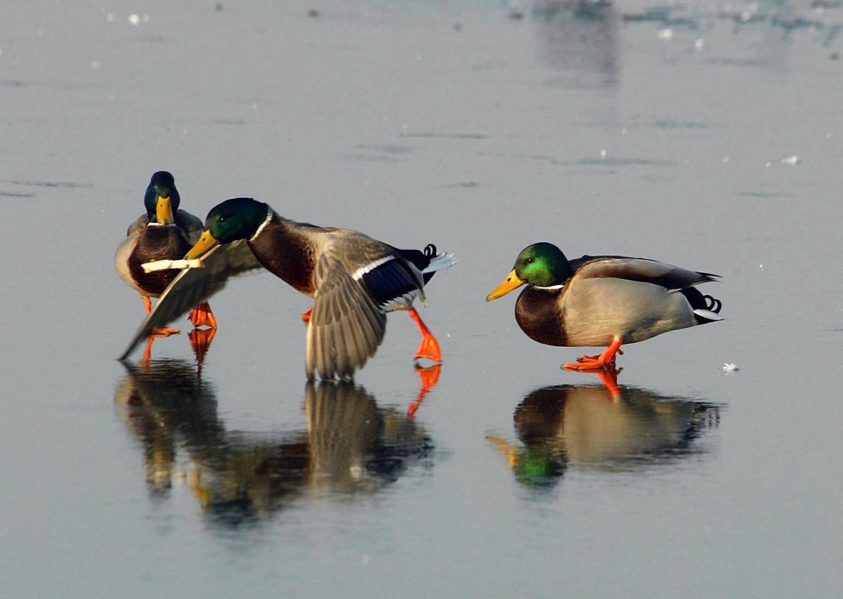 niedersachsen enten süß.jpg