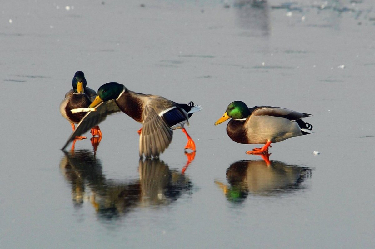 niedersachsen enten süß.jpg