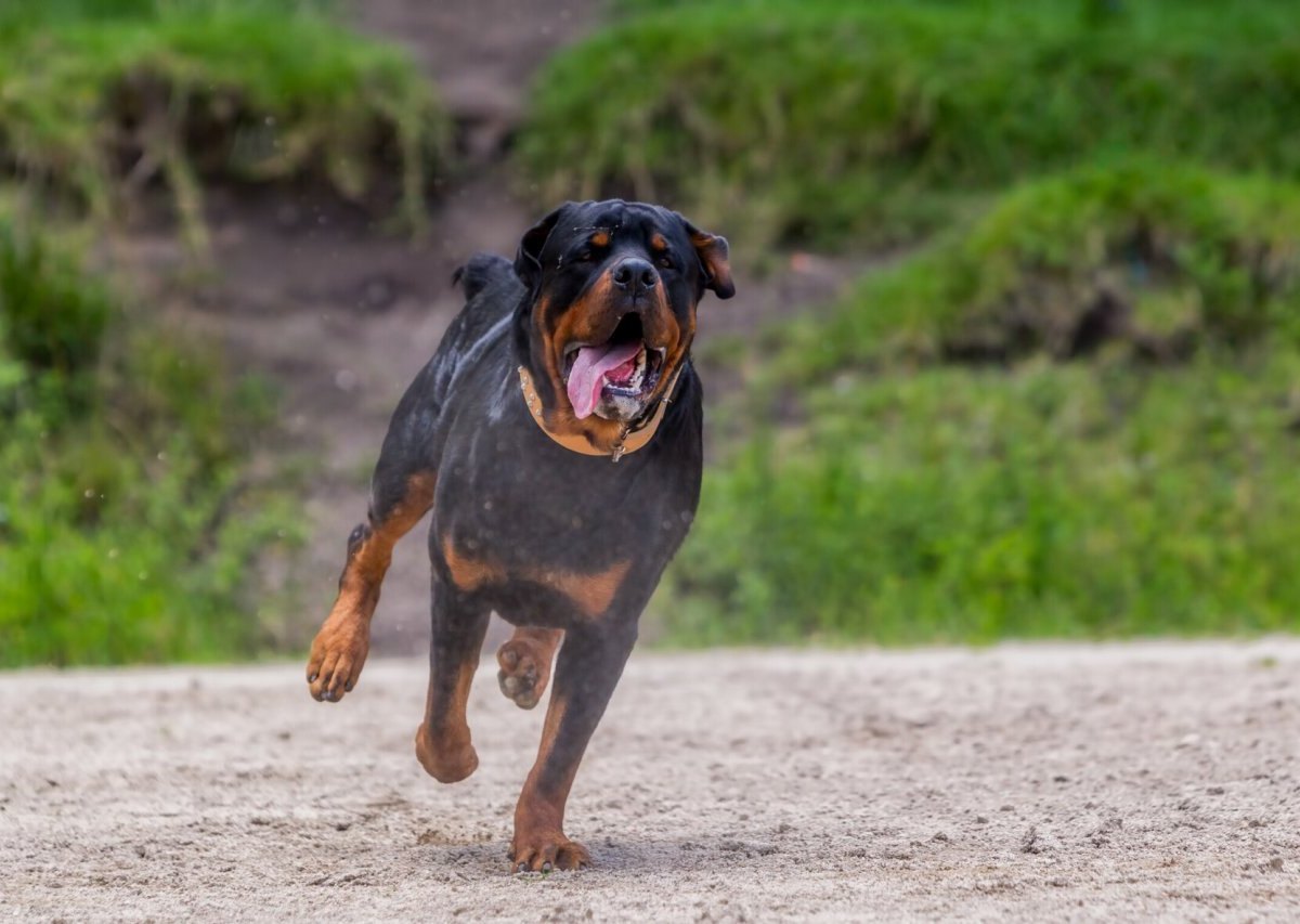 rottweiler harz bad harzburg