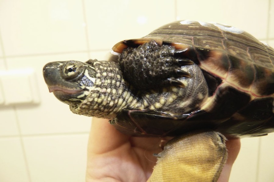 Beide in Gifhorn ausgesetzten Schildkröten weisen himbeerfarbene Farbränder am Panzer auf.