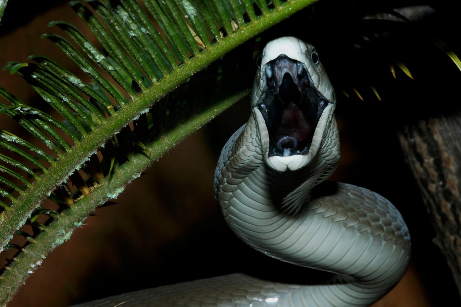 Die Schwarze Mamba – auch sie wohnt in Schladen. Und ihr Gift kann dich umbringen. (Symbolbild)