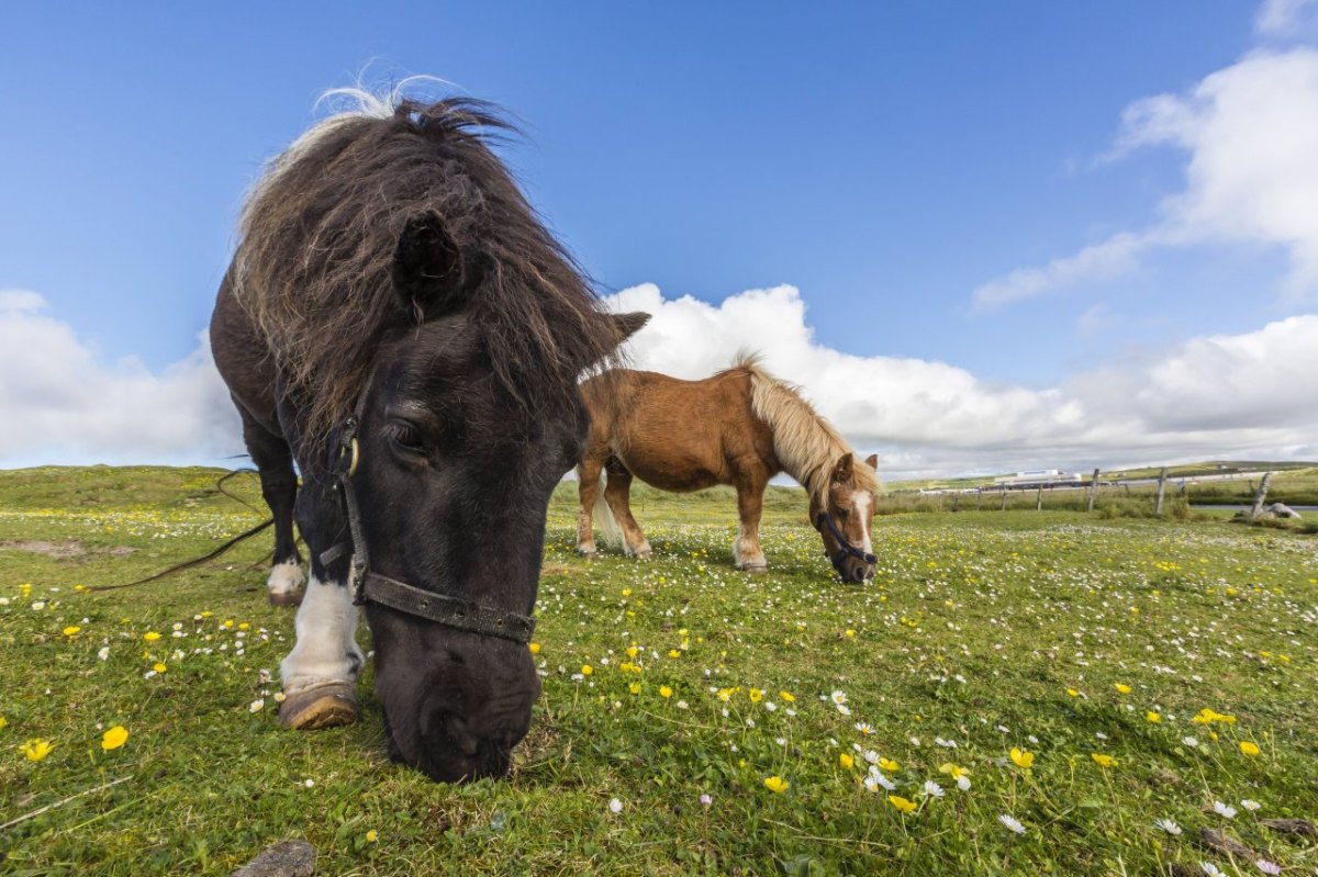 shetlandpony pony motte braunschweig pferd