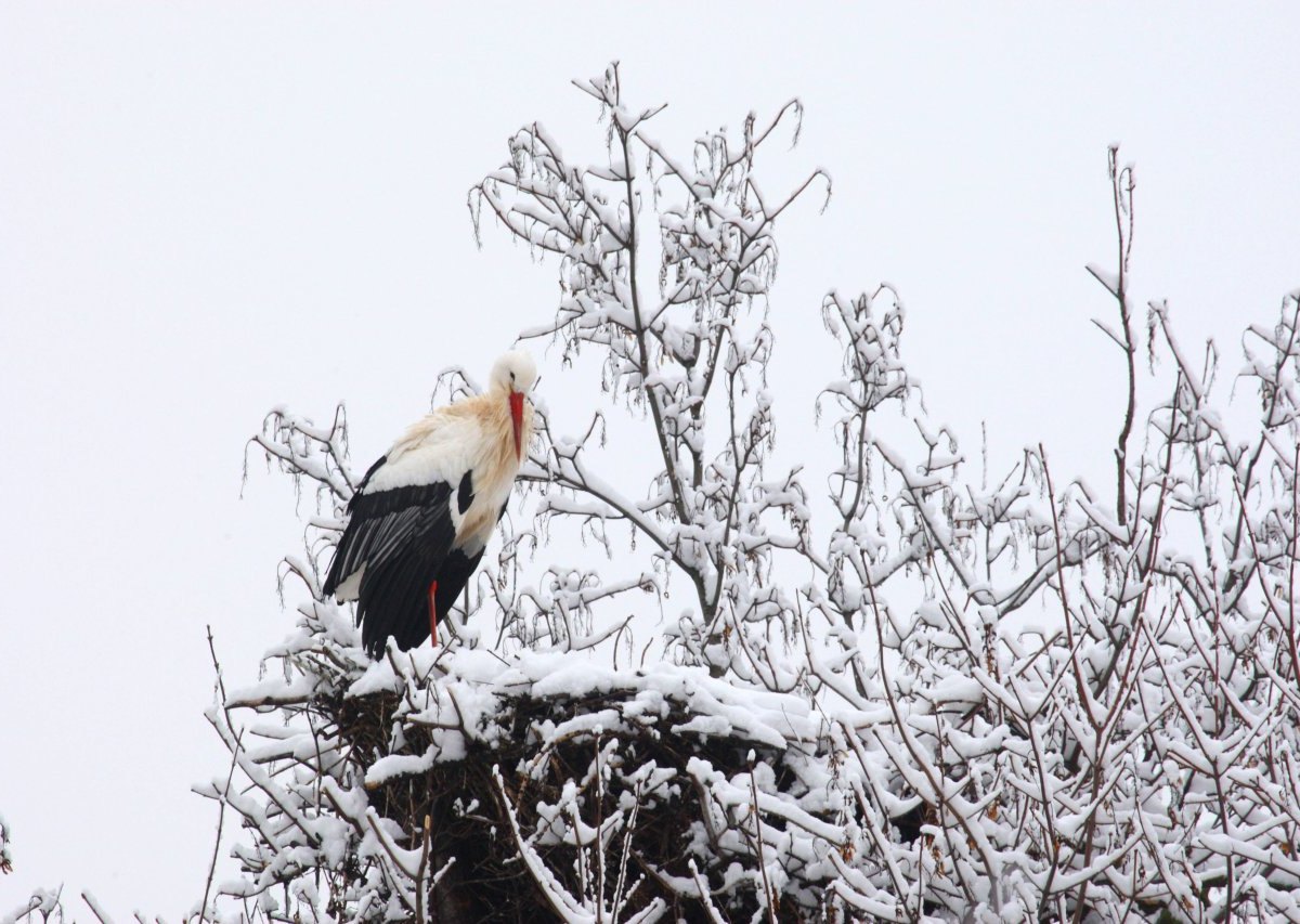 storch weißstorch winter schnee horst nest