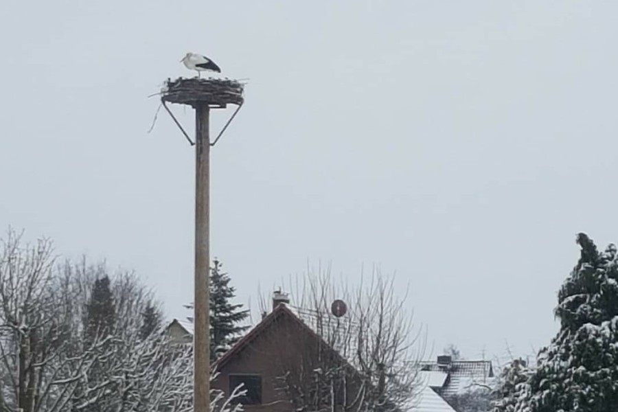 Ein Storch im verschneiten Wolfsburg – ein ungewöhnlicher Anblick Anfang Februar. 