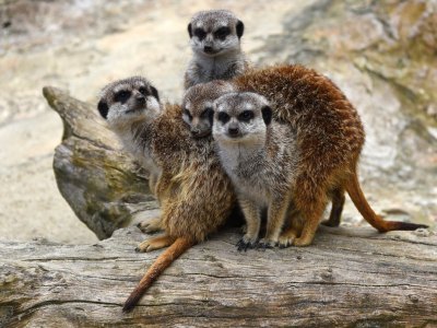 tierpark essehof spenensammler erdmännchen
