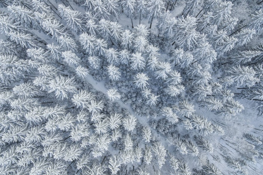 Schneebedeckte Bäume bilden eine wunderschöne Kulisse. Vor allem für Spaziergänger. Doch genau das kann ziemlich gefährlich werden. 
