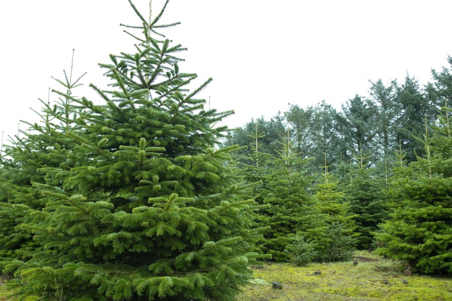 Niedersachsen: Weihnachtsbäume bleiben 2021 billig! (Symbilbild) 