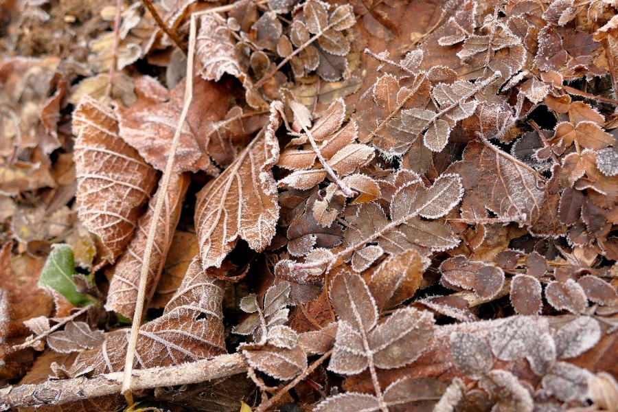 Im Harz ist erster Frost möglich. 