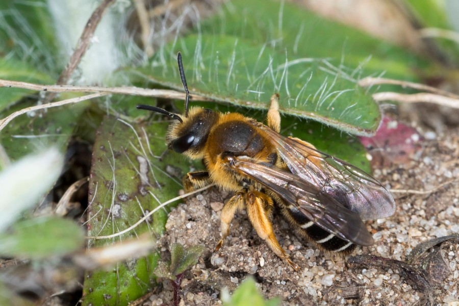 Der Futterautomat soll eine neue Nahrungsquelle für Bienen bieten. 