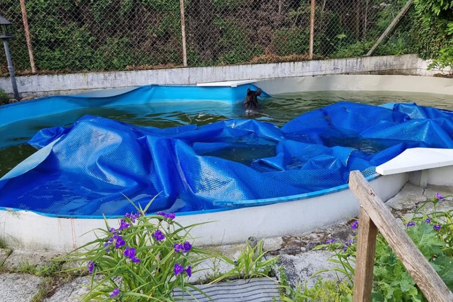 Nach einigen unfreiwilligen Schwimmbahnen konnte die Sau aus ihrer misslichen Lage befreit werden.