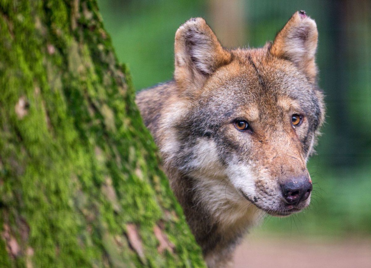 wolf niedersachsen