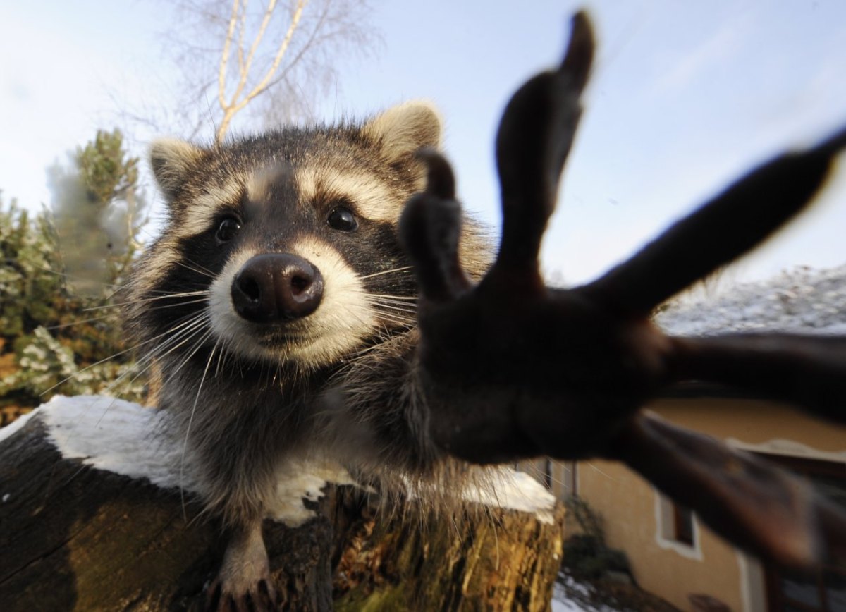 zoo braunschweig.jpg