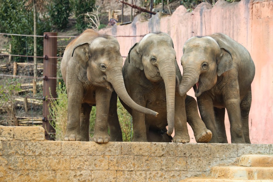 Die Elefanten im Zoo Hannover haben ein neues Zuhause.
