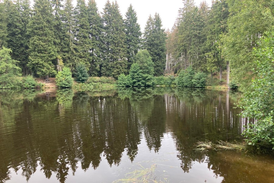 So schön grün war es noch vor wenigen Monaten am Stierbergsteich im Harz.