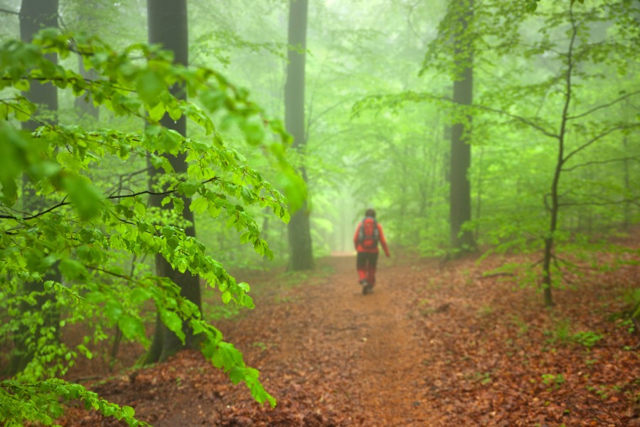 Für einen neuen MDR-Kanal erleben Reporter eine Survival-Challenge im Harz. (Symbolbild)