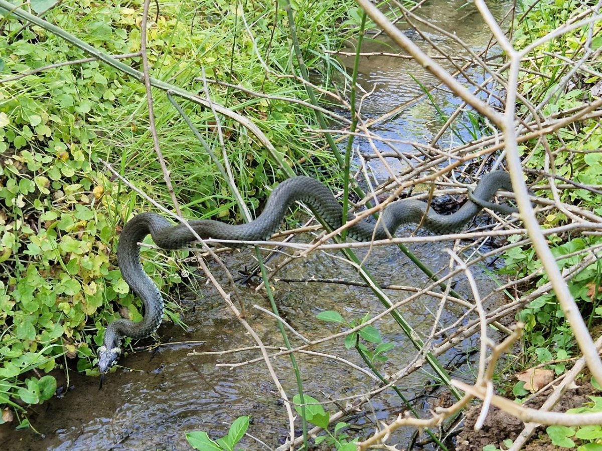 harz schlange ringelnatter 1