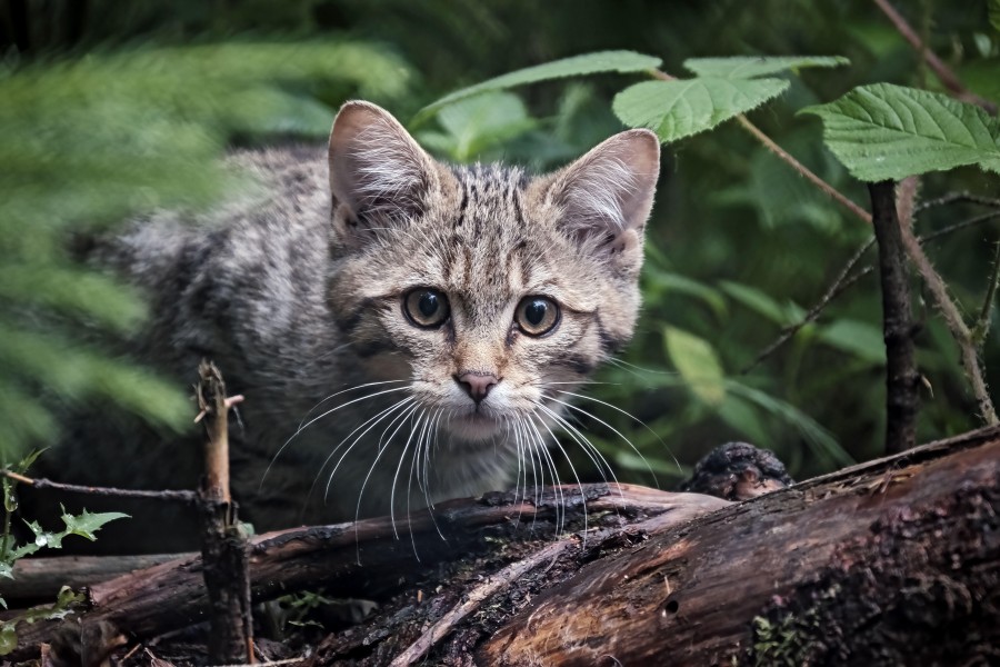 Tierschützer warnen derzeit vor Begegnungen mit Katzen-Babys im Harz. (Symbolbild)