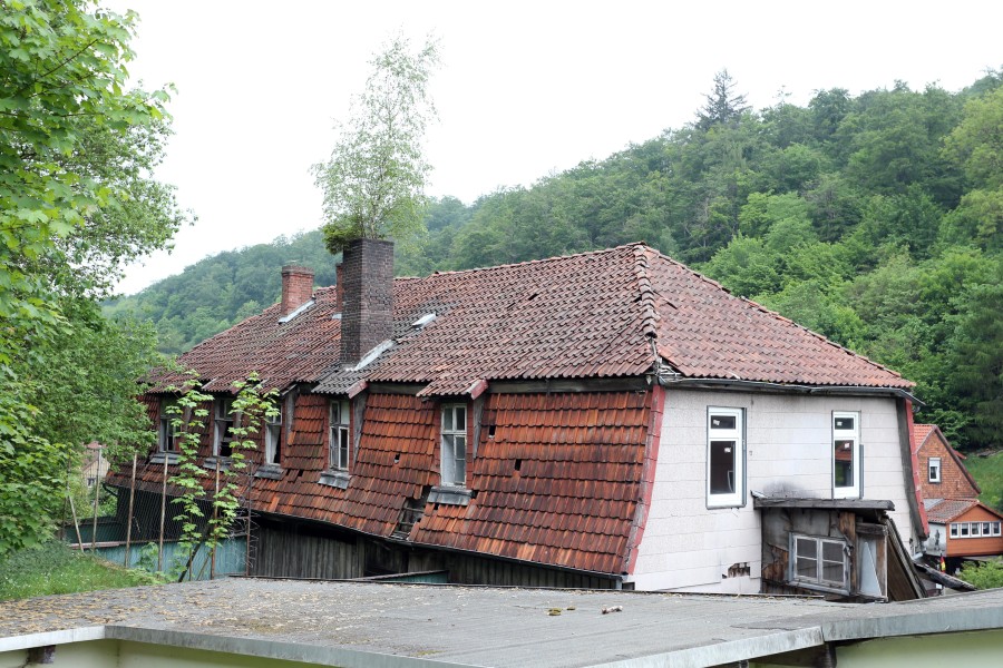 Das Haus steht schon so lange leer, dass sogar ein Bäumchen aus dem Schornstein wächst. 