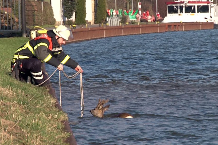 Todesfalle Mittellandkanal! Immer wieder müssen Tiere aus Gewässer gerettet werden – wie hier im Kreis Osnabrück (Symbolbild)