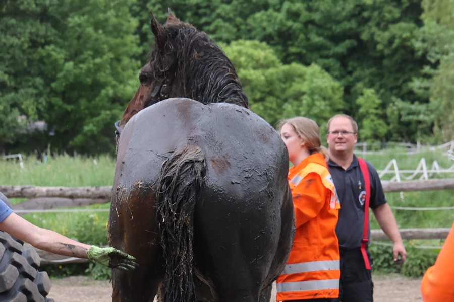 Erschöpft, aber wohlauf: Das Pferd ist draußen!