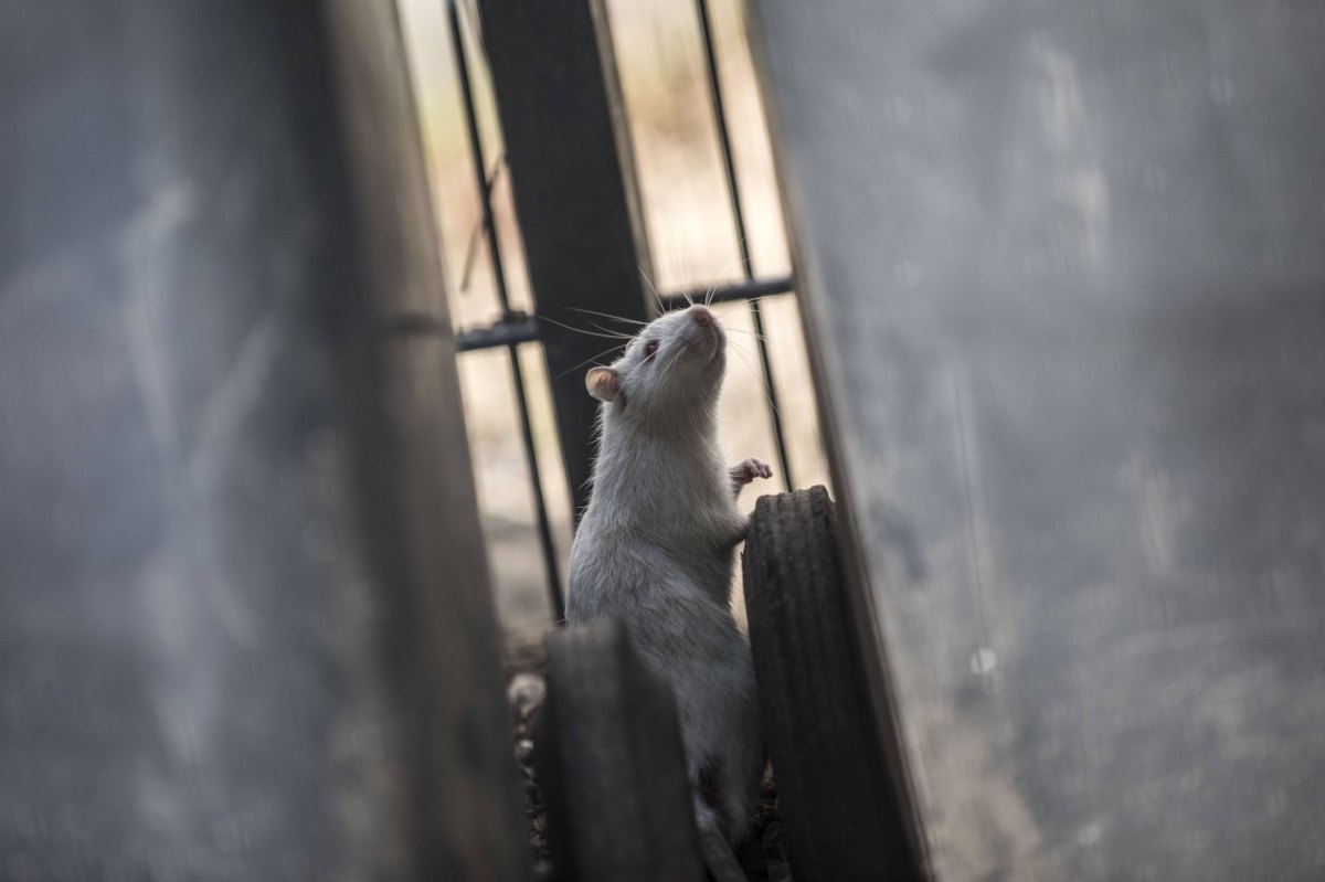 schloss braunschweig ratten ratte rattenplage müll