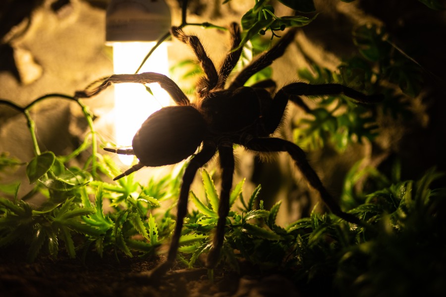 Na, hast du Angst vor Spinnen? Dann solltest du eine neue Ausstellung in Braunschweig besuchen... (Symbolbild)